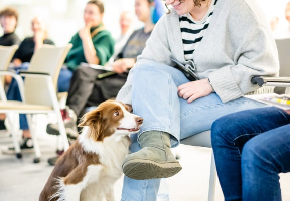 𝗢𝗥𝗔𝗖𝗢𝗟™ - Learning about Positive Dog Training